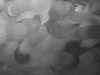 supra00.gif