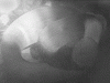 supra02.gif