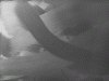 supra07.gif